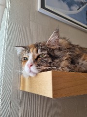 Une fan de LGDC's avatar