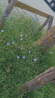 🌸✨Aesthetic life ✨🌸's avatar