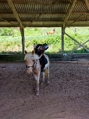 CePoney&Moi's avatar