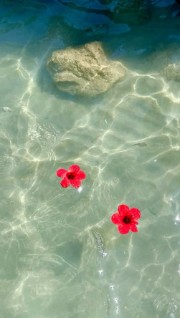 🎸💀Las Dos🌹🎱's avatar