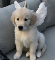 Lya ✨🐾🐕🤍's avatar