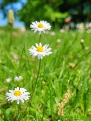 🪩Sophie.xx 🪩 's avatar