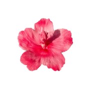 La viea yeliz 's avatar