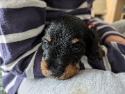 IloveMaxmydog's avatar