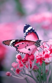 Rebi🤍💫's avatar