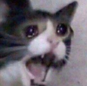 Miss Feetle :D's avatar