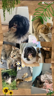 Suli🐕🐈🐈🐈💚's avatar