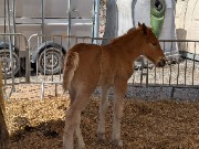 Les poneys déoles's avatar