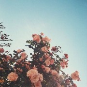 Izz.justFlower's avatar