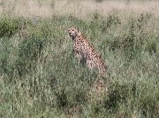 Licia ✨🤌's avatar