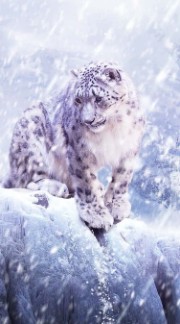 Schneeleopard 's avatar