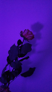 My World 🎀🌸🌹's avatar