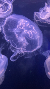 Julia’s Diaries 's avatar