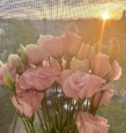 𝐧𝐢𝐤𝐚𝐚's avatar