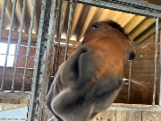 Donatelo Dressage's avatar