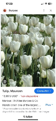 Ambrette!🌷's avatar