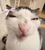 🌺Lena🌺's avatar