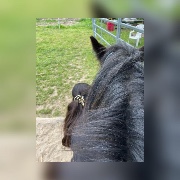 Pferde Freunde 's avatar