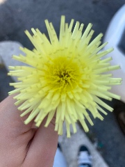 Viiiii~🪼💟's avatar