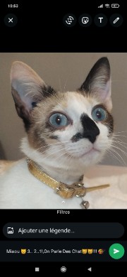 Miaou's avatar