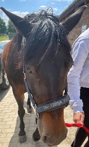 Nakisa 🐴💗's avatar