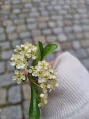 X.x.my life's avatar