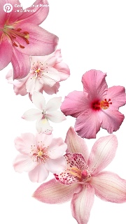 Giulia 🌸🫶🏼🐚's avatar