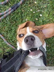 La carotte 's avatar