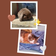 Cookies et Edwige 's avatar