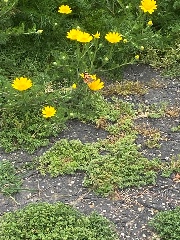 💗Ilaria Condizionata💗's avatar