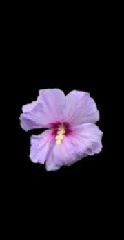 ✨Fatma✨'s avatar