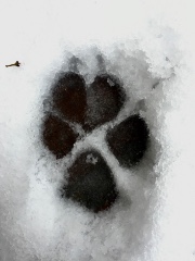 DOGS•LOVERS 's avatar