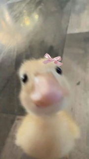 Katie🦆🌟's avatar