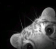 sproutsgirl's avatar