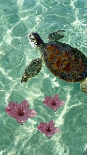 K-pop forever's avatar