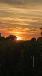 Petite Colombe LGDc's avatar