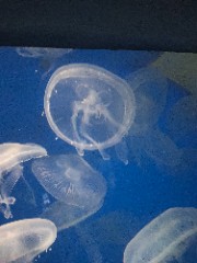 🥀Clara🥀's avatar