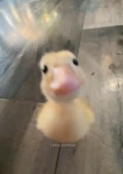 P4PERELLA :)'s avatar