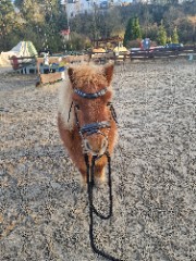 IZZ.MY LIFE 🐴 🪷 's avatar