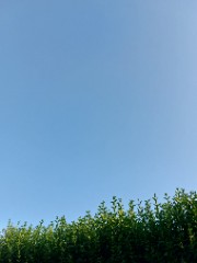 🩵SarahMusik🩵's avatar