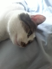 Febo🐱🌕's avatar