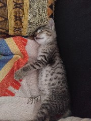 Vittoria  solo per sponsor 's avatar