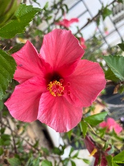 🌺Griselda🌺's avatar