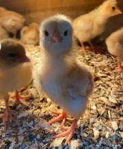 Biri🧁🪄🐤🧸💘's avatar