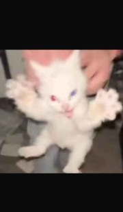 🐼🍓🫶's avatar