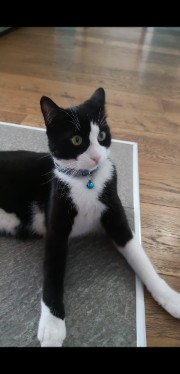 ✨🐾miao🐾✨'s avatar