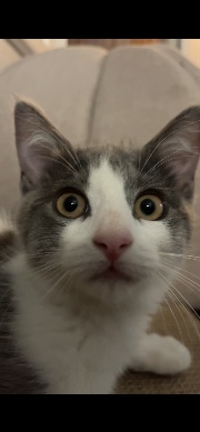 Fleur bleue 's avatar