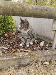 Cats Verlinkungen 's avatar