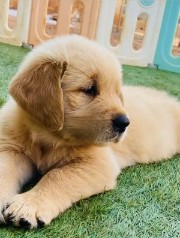 @Nicoleilfiorellino1's avatar