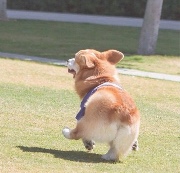 I Love All The Dogs🐶's avatar